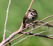 2016 06 11 WildLife MPLS 158